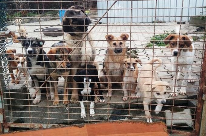 Çeşme'de yazlıkçılara isyan: ''Madem sahiplendiniz sahip çıkın!''