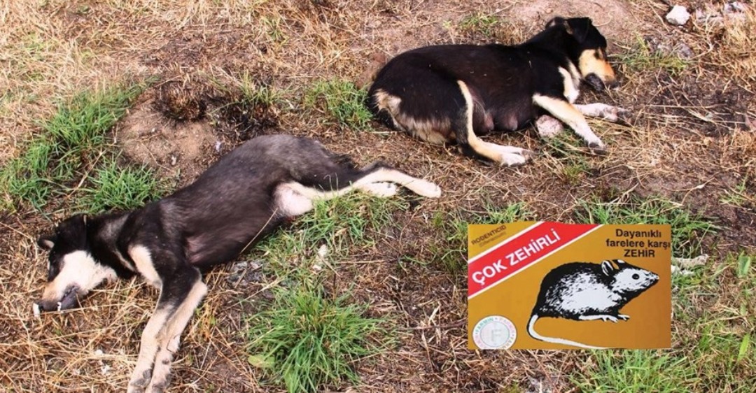 Fareler için konuldu, köpekleri öldürdü