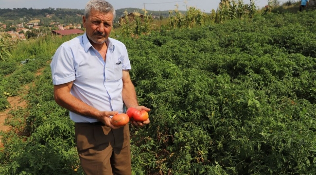 130 yıllık tohumlar Çınardibi’ne emanet!