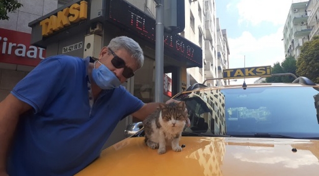Alsancak'ın sevimli maskotu: Taksici Boncuk 