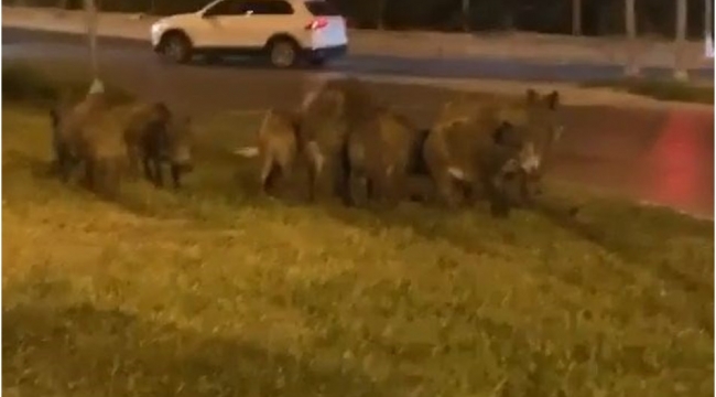 İzmir'de aç kalan domuzlar kente indi!