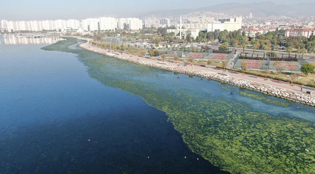İzmir'de deniz marulu, sahili yeşile bürüdü