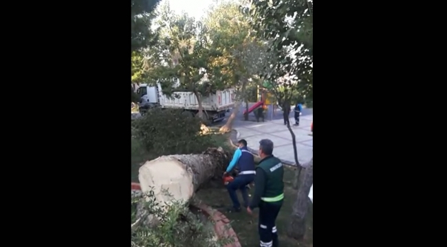 İzmir simgesini kaybediyor! Bir haftada 22 palmiye kesildi