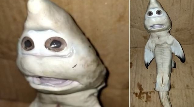 Endonezya'da insan yüzlü yavru köpek balığı bulundu 