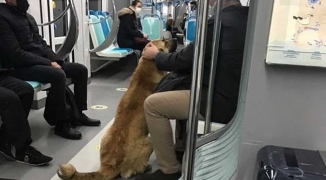Tramvay, vapur, İZBAN... İzmir'i toplu ulaşımla gezen köpek Sam bulundu!