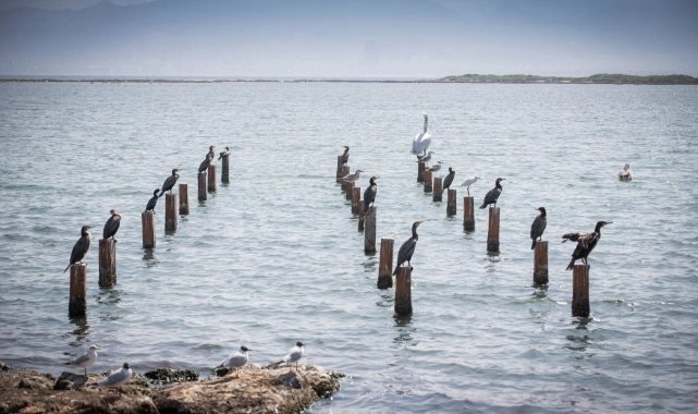 Başkan Soyer'den müjde: Flamingo Doğa Parkı'nda yüzde 80'lere gelindi!