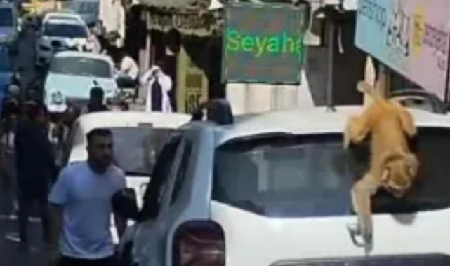 Momo yine kaçtı