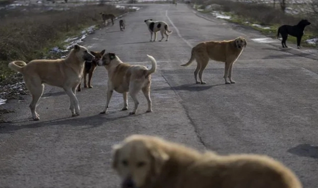 Kulis: İktidar cephesinden “sokak köpeği” hamlesi 