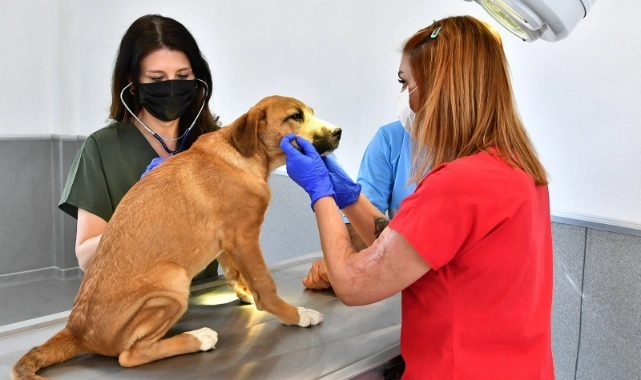 Urla'da korkunç olay... Sokak köpekleri zehirlenerek öldürüldü
