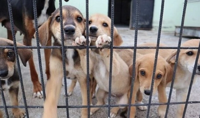 Hayvanseverler Gündoğdu Meydanı'nda toplanacak: İzmir'de Sokak köpekleri mitingi!