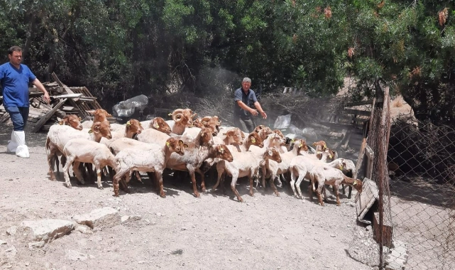 Kaçeli koyunları için proje... İzmirli üreticiye bir destek daha!