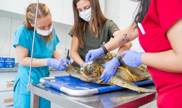 Körfez’deki yaralı Caretta caretta kurtarıldı