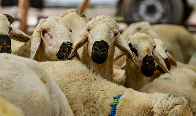 Kurban fiyatları yüzde 69 ila 88 oranında arttı