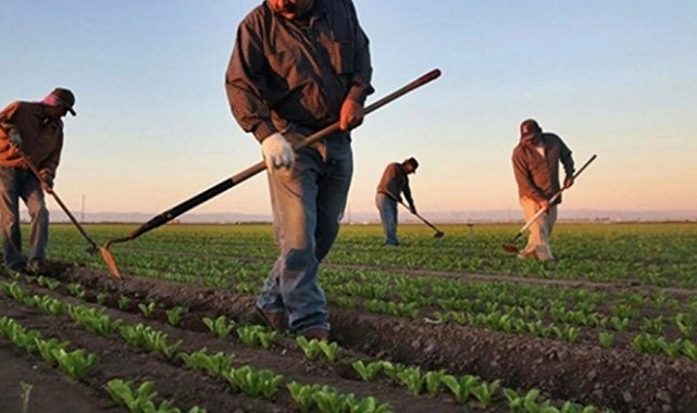 Bakanlık açıkladı: Çiftçilere 119,1 milyon lira destek ödemesi