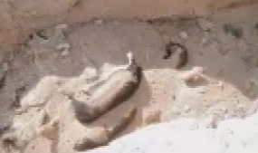 Niğde’de köpek katliamı iddiası