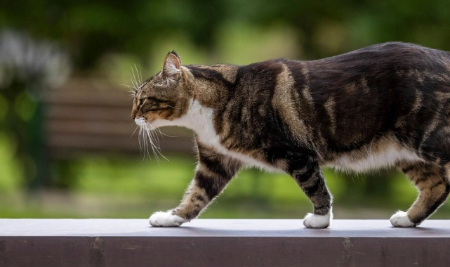 Soruşturma başlatıldı: Bacakları kesilmiş kedi cesedi bulundu!  