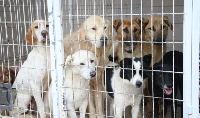 Belediye, can dostlar için harekete geçti: Yarımada'nın köpek terk noktası Güzelbahçe