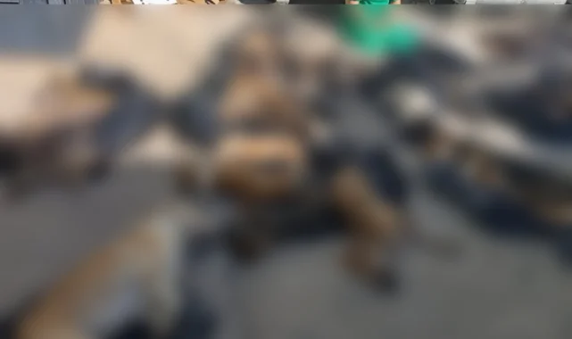 Gebze Belediyesi'nden hayvan katliamına ilişkin açıklama!