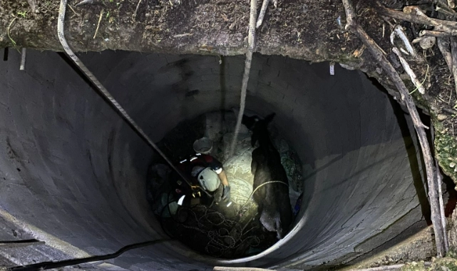 İtfaiye ekipleri buzağıyı düştüğü kuyudan çıkardı