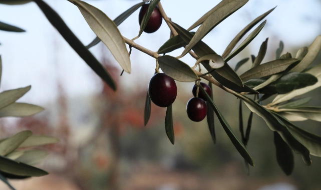 Urla'da zeytin ve sanat festivali!