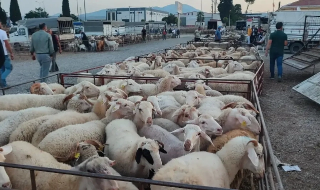 Torbalı Hayvan Pazarı'nı su bastı: Esnaf duruma isyan etti!