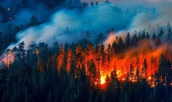 Bakan Tunç'tan 'orman yangıları' açıklaması: 168 şüpheliye gözaltı!