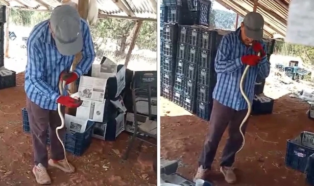 Çiftçi Gök, yılana önce su içirdi ardından öptü: O anlar kameraya yansıdı!