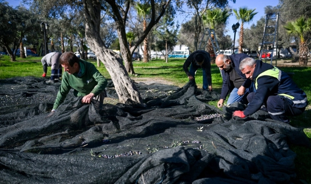 Bornova’da 1500 zeytin ağacında hasada başlandı