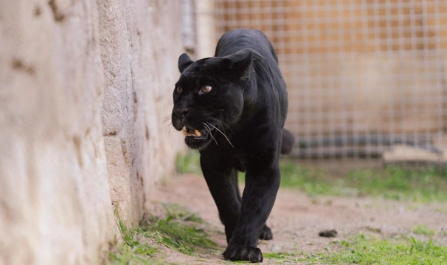 İzmir Doğal Yaşam Parkı’na siyah jaguar ve boz ayı geldi