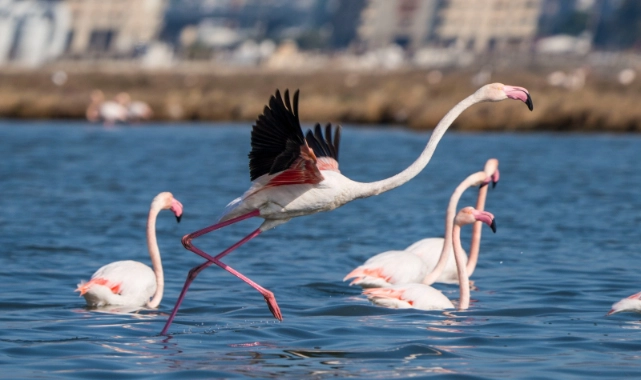 Flamingo Yolu turları bayramda da devam ediyor