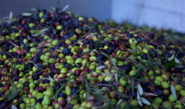  Zeytin ihracatçıları finansmana erişimde kolaylık istiyor