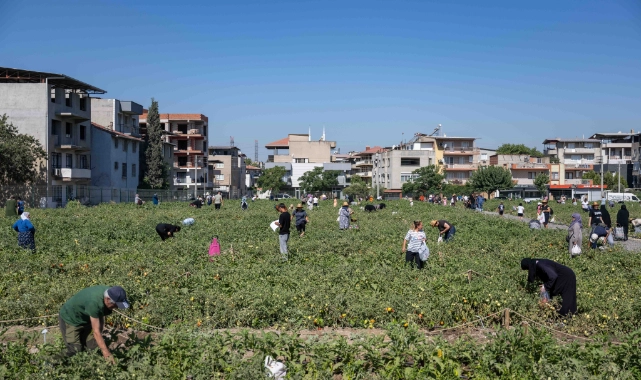 Doğanlar Kent Bostanı’nda hasat heyecanı
