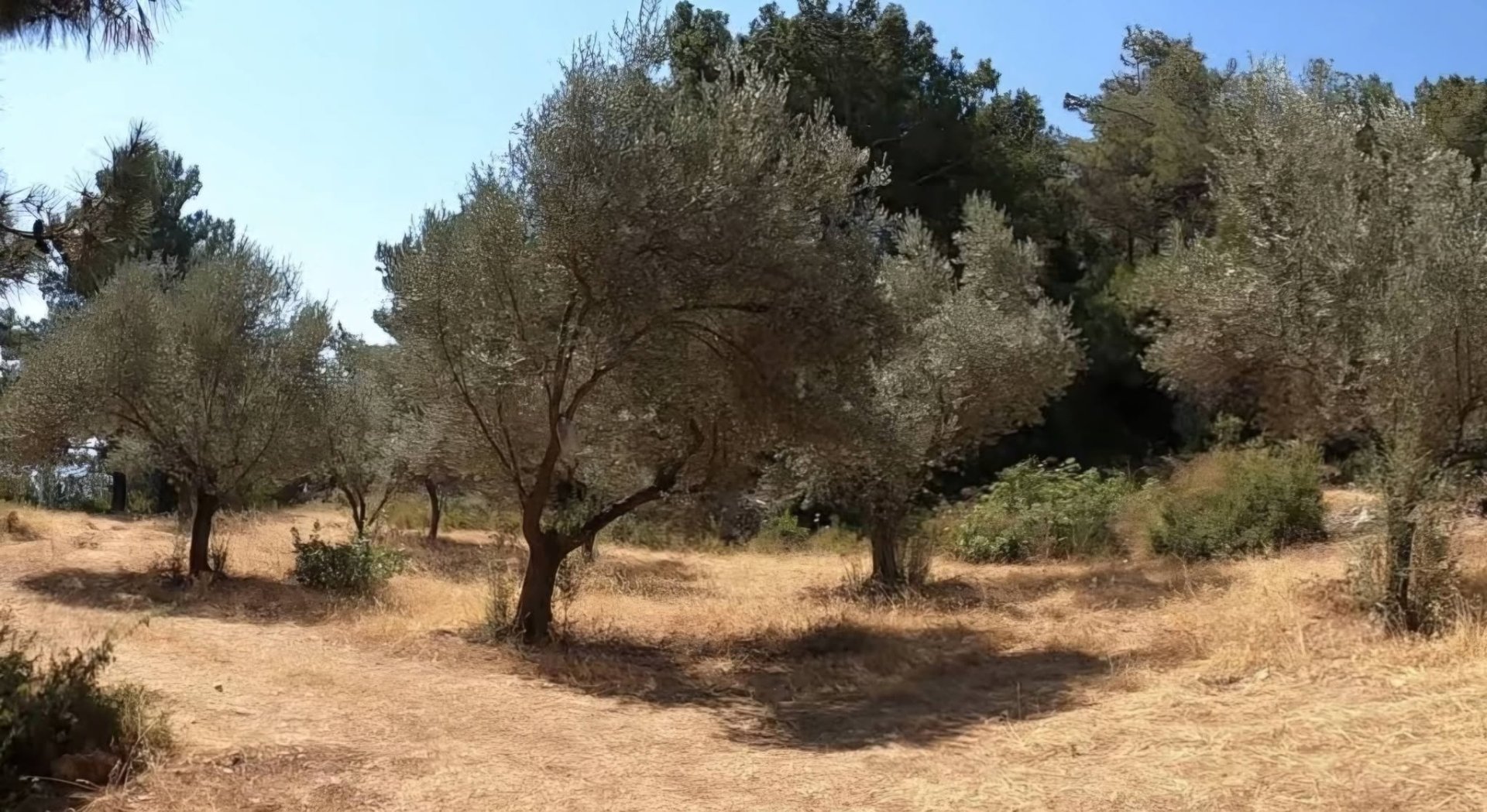Karaburun’da tartışmalı plan: Zeytinliklerin yapılaşma tehdidi altında!