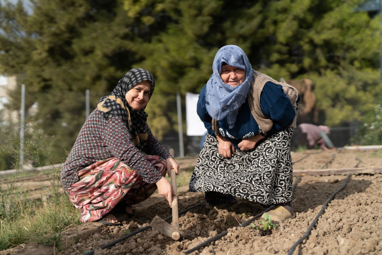 Mahalle Bostanlarında kışlık sebzeler toprakla buluşuyor