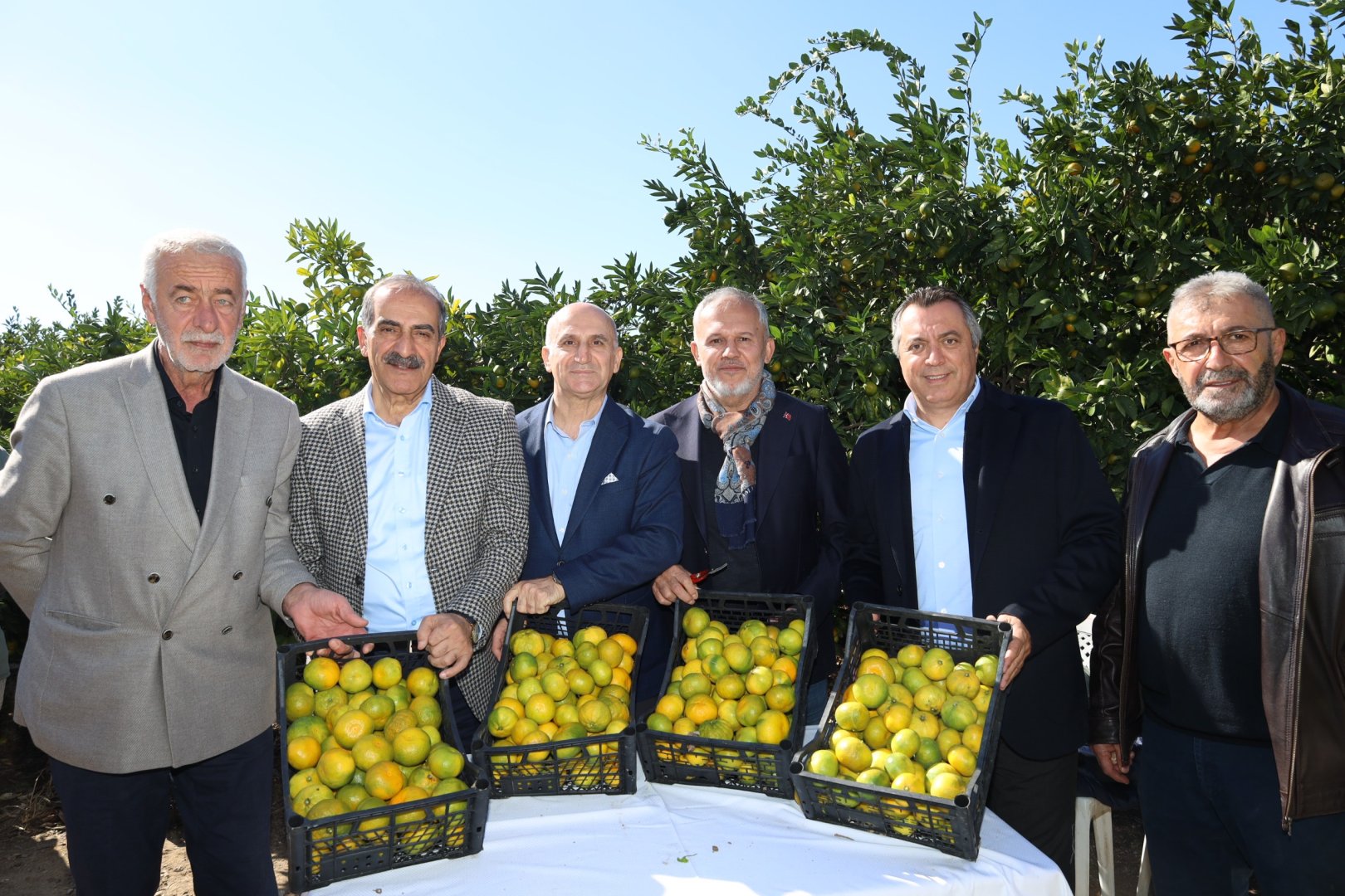Satsuma Mandalinası’nda ilk hasat gerçekleşti!