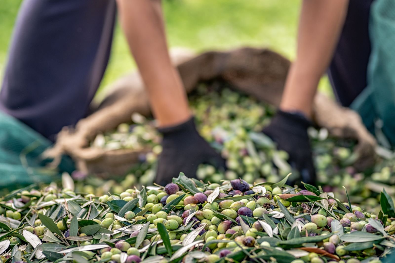 Zeytin sektörü ihracatta zorlu bir sezona giriyor